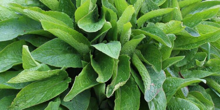 Health benefits of comfrey