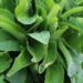 Health benefits of comfrey