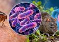 Plague: Causes, symptoms and treatment