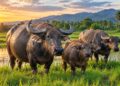 Water buffalo domestication
